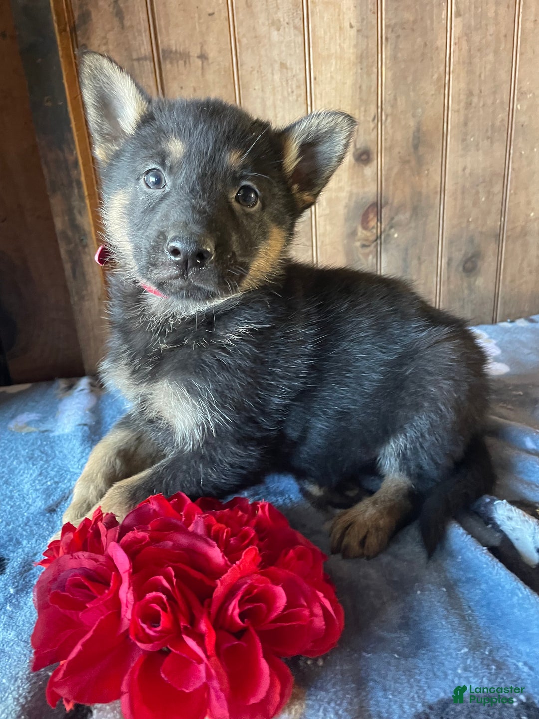 German Shepherd dogs for sale: Jingles - Ad 1