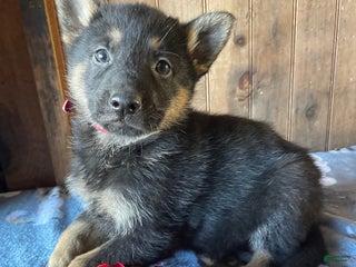 German Shepherd dogs Jingles - Ad 42