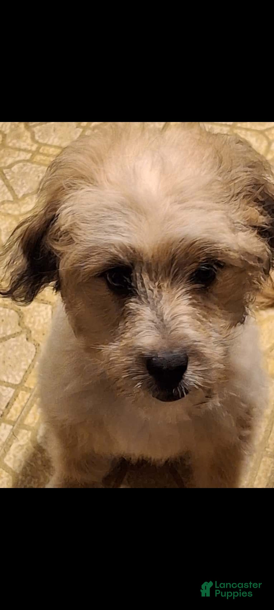 Mini Aussiedoodle dogs for stud: Neelix - Ad 1