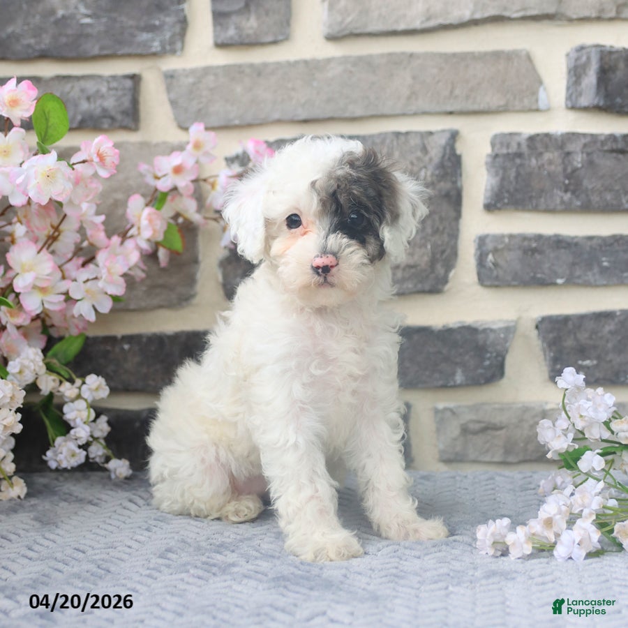 Miniature Poodle dogs Dora - Ad 1