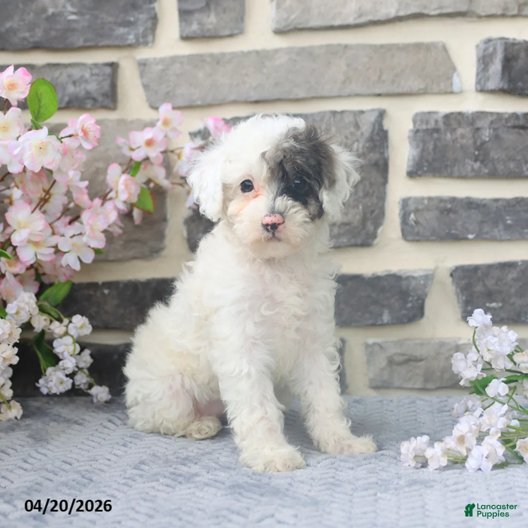Miniature Poodle dogs for sale: Dora - Ad 1