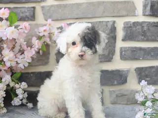 Miniature Poodle dogs for sale: Dora - Ad 2