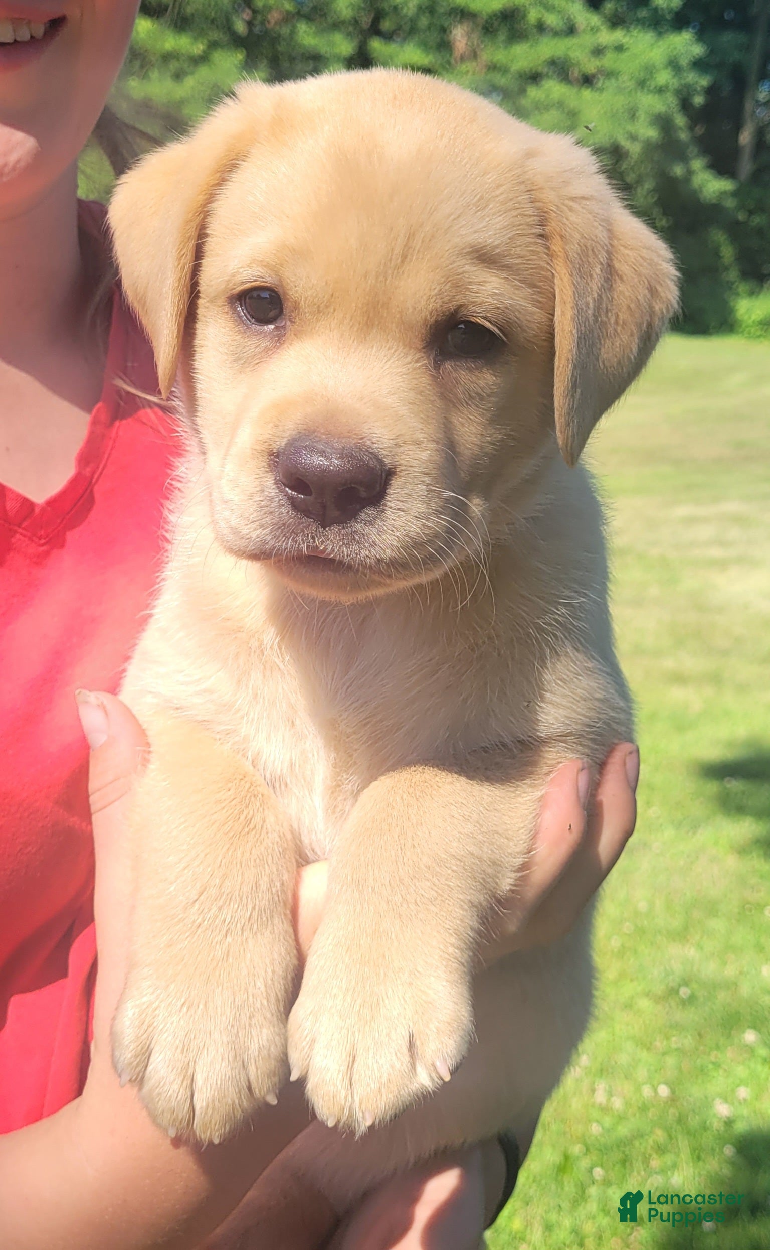 Labrador Retriever dogs Lasso - Ad 2