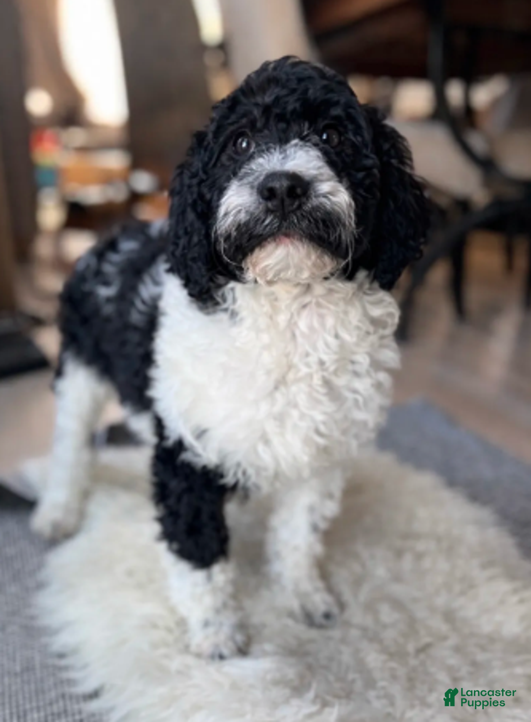 Labradoodle dogs for sale: Lemmy standard - Ad 1