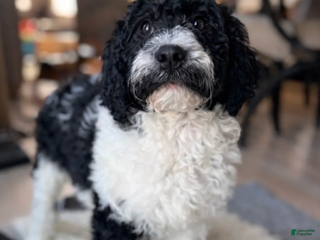 Labradoodle dogs Lemmy standard - Ad 33