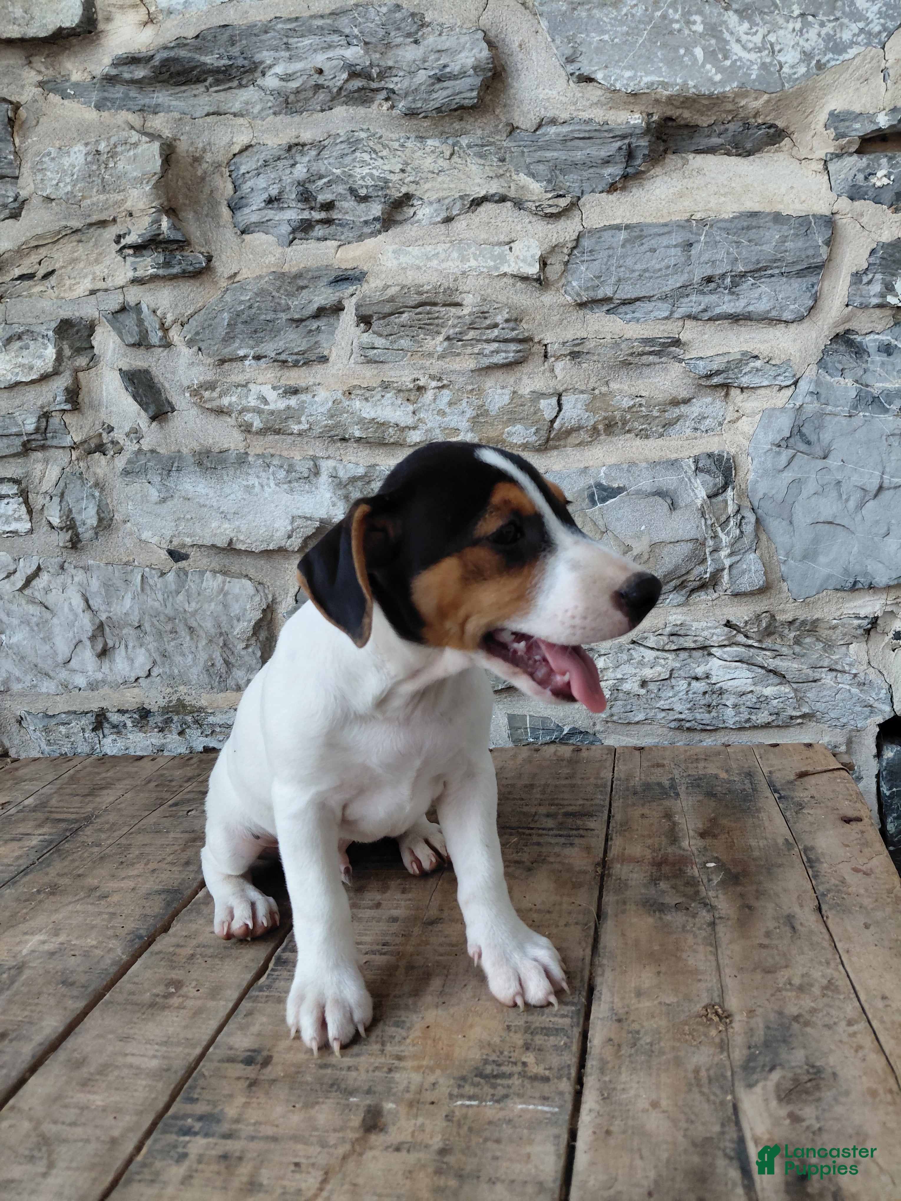 Jack Russell Terrier dogs Max - Ad 2