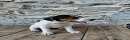 Jack Russell Terrier dogs for sale: Max - Ad 2