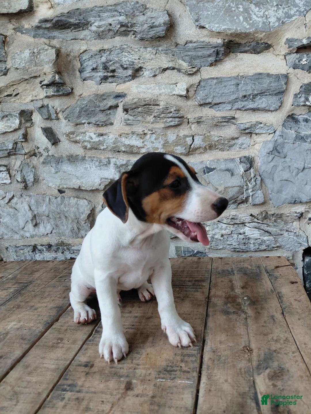 Jack Russell Terrier dogs for sale: Max - Ad 2