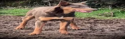 Australian Kelpie dogs for sale: Australian Kelpie 1/4 Mcnab Border Collie - Ad 8