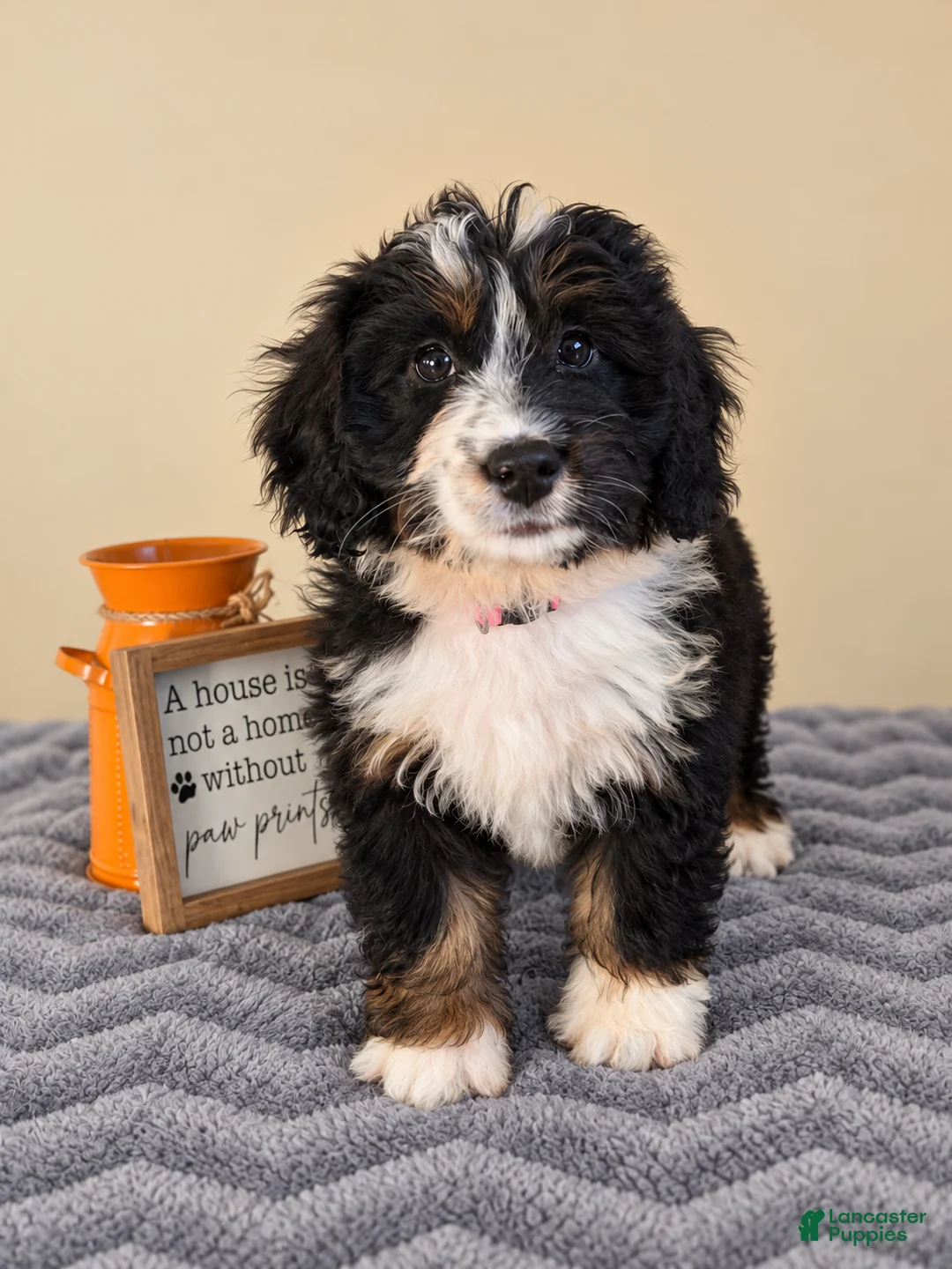 Bernedoodle dogs for sale: Milano - Ad 1