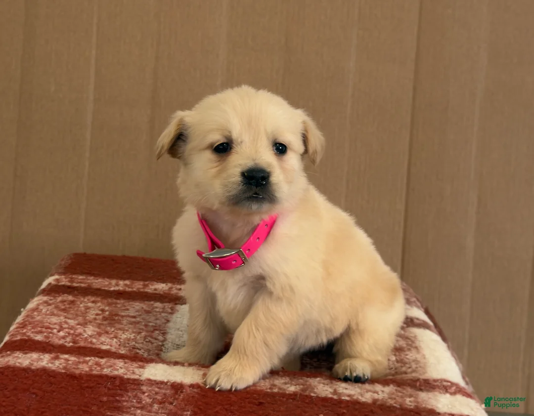 Golden Retriever dogs for sale: Twinkles - Ad 4