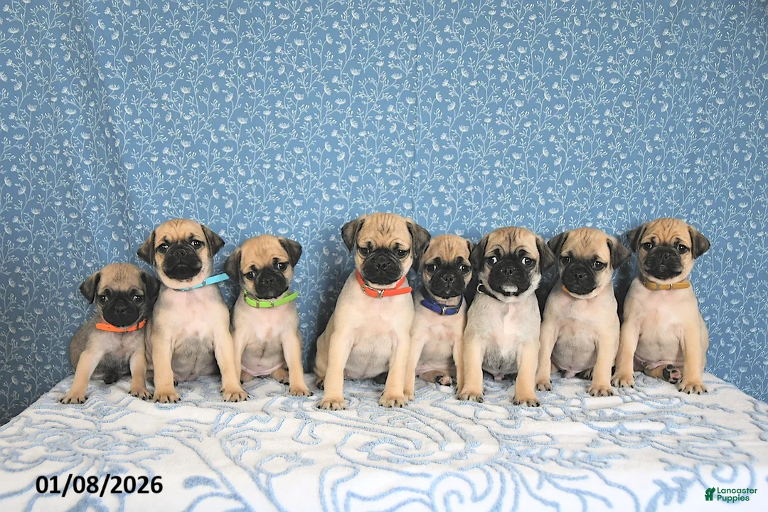 Pug dogs for sale: Lulu - Ad 6
