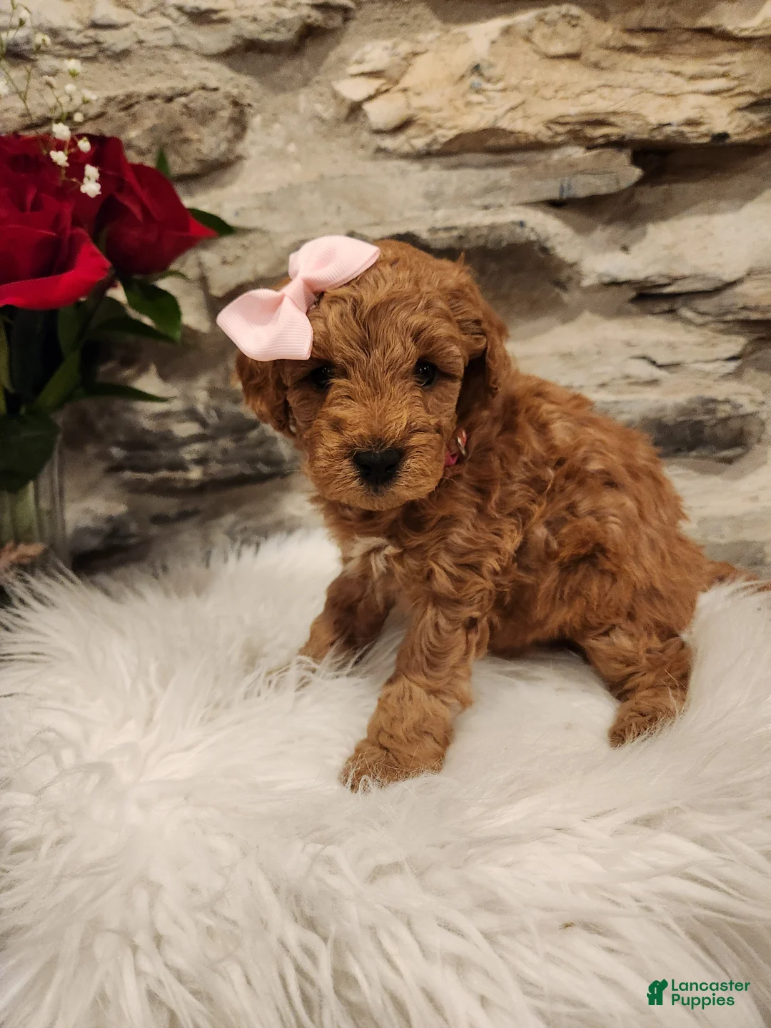 Mini Bernedoodle dogs for sale: COOKIE - MINI BERNEDOODLE LOVELY PUPPY (RICHLAND, PA) - F1BB - Ad 1