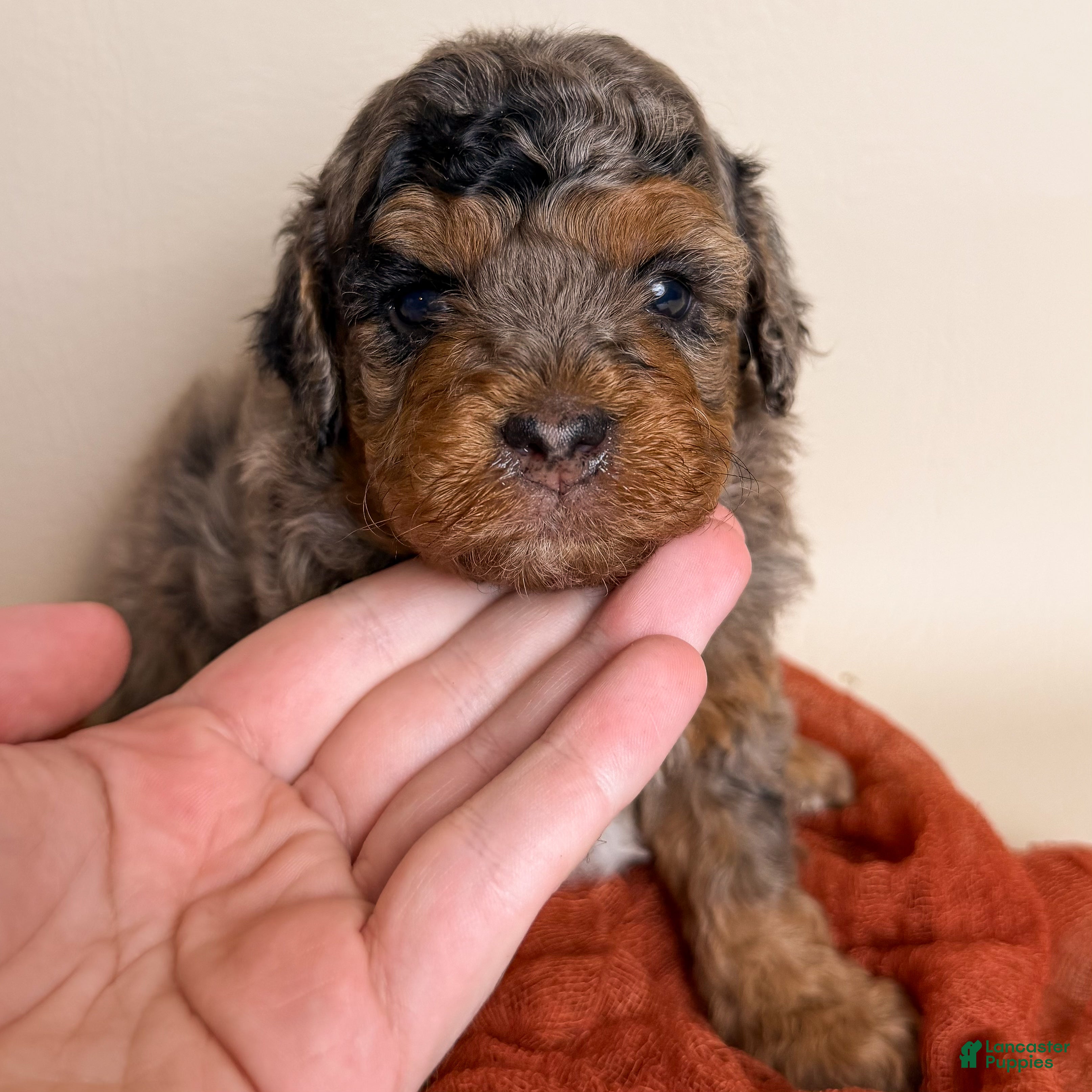 Miniature Poodle dogs for sale: Miniature Poodle 1 - Ad 2