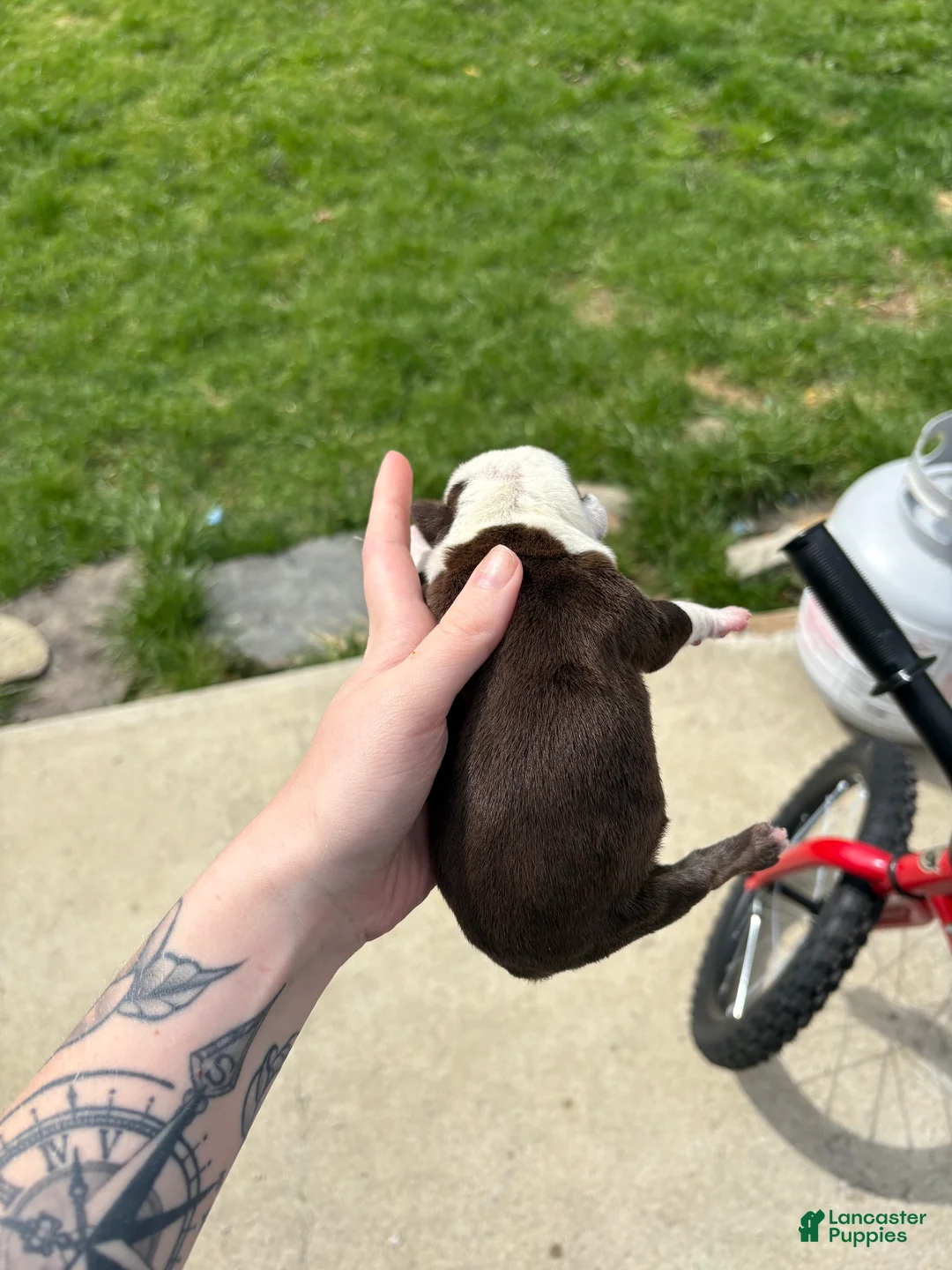 Olde English Bulldogge dogs for sale: Olde English Bulldogge Puppy 2 - Ad 2