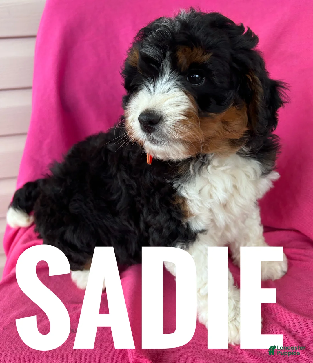 Mini Bernedoodle dogs for sale: SADIE - Ad 1