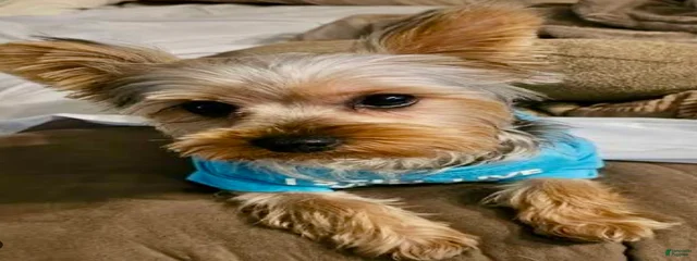 Sir