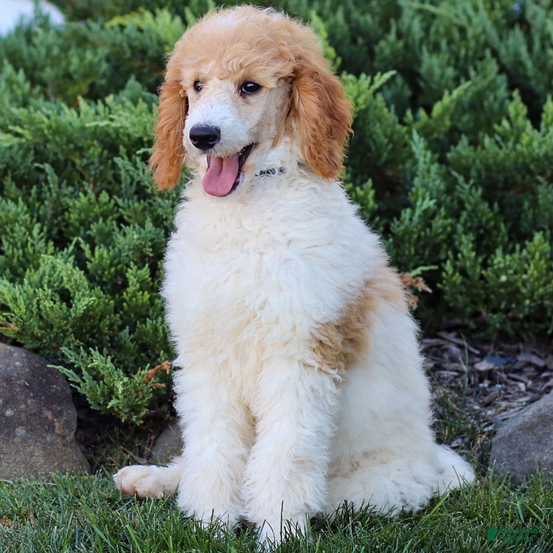 Standard Poodle dogs for sale: Ronnie - Ad 24