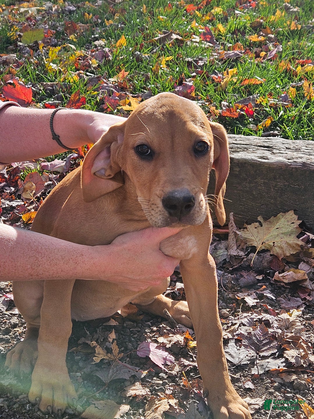 Catahoula Leopard Dog Puppies for sale Lancaster Puppies