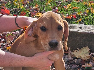 Mixed Breed dogs - Ad 2