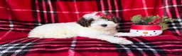 Yorkiepoo dogs for sale: Puddin - Ad 1