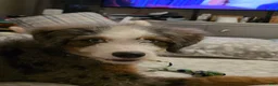 Saint Berdoodles dogs for sale: Milo - Ad 3