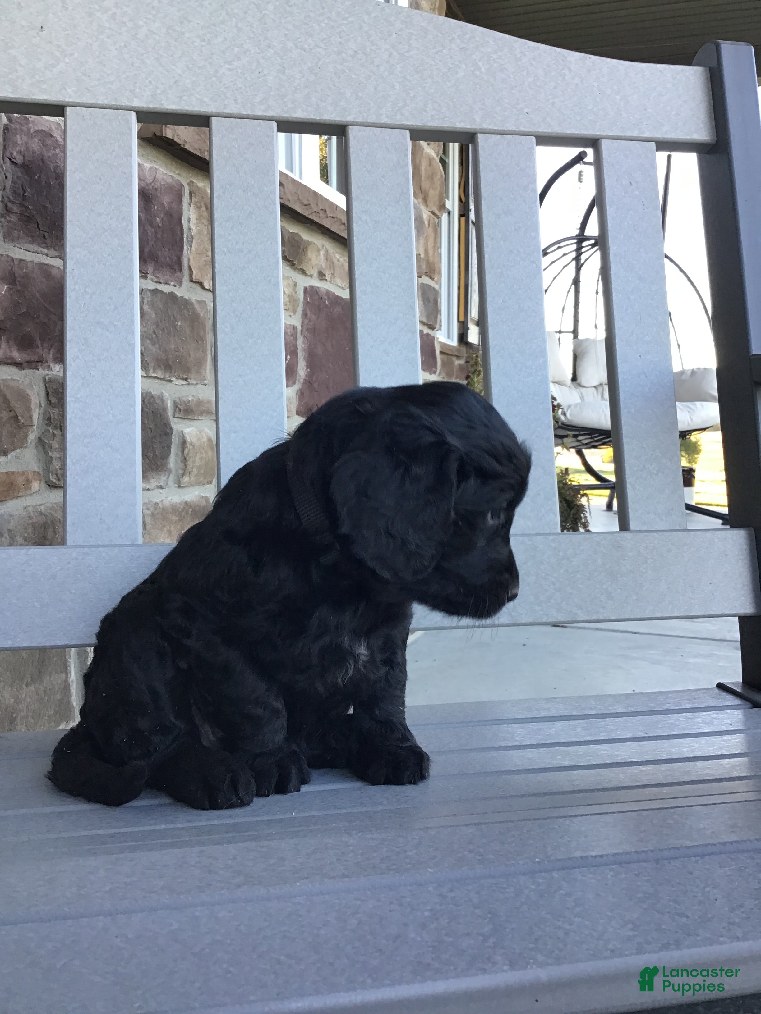 Goldendoodle dogs Dahlia  - Ad 2