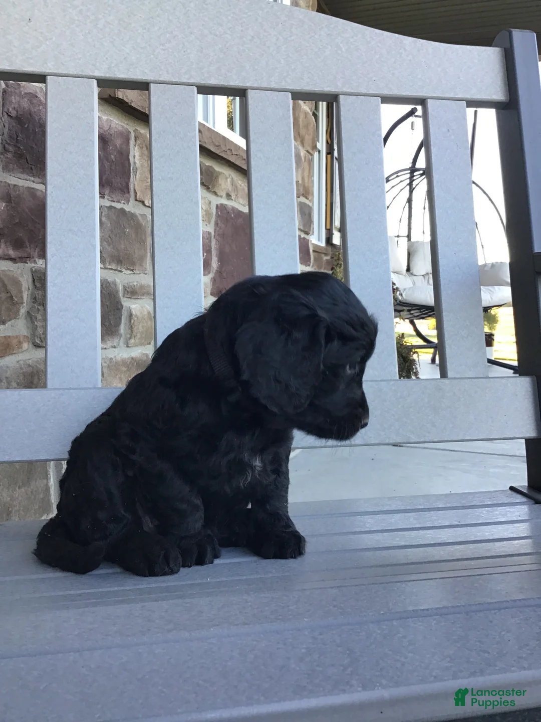 Goldendoodle dogs for sale: Dahlia  - Ad 2