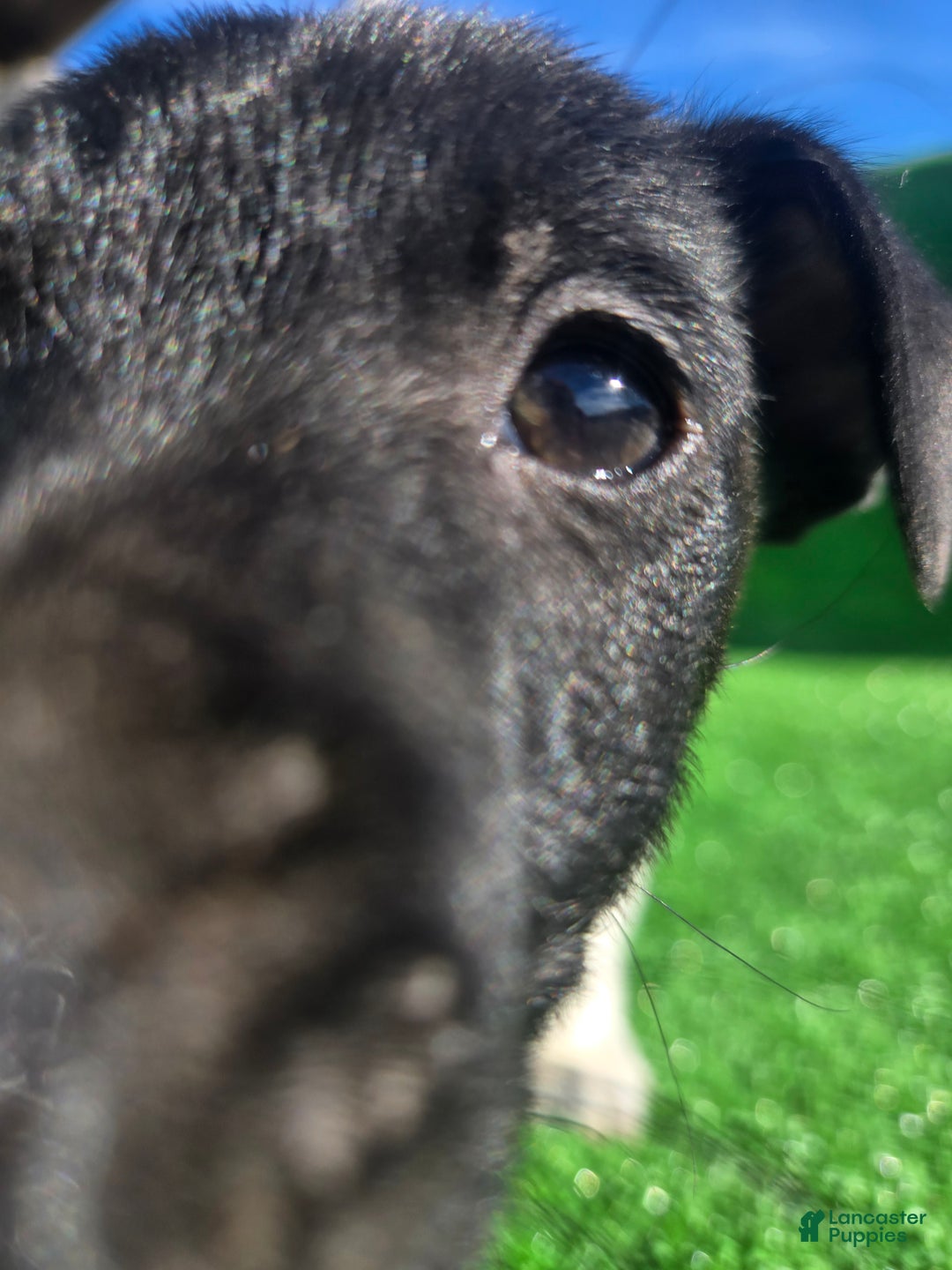 Jack Russell Terrier dogs for sale: Jack Russell Terrier Puppy 1 - Ad 2