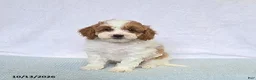 Cavapoo dogs for sale: Cupcake - Ad 7
