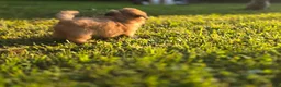 Shih Tzu dogs for sale: Dopey - Ad 6