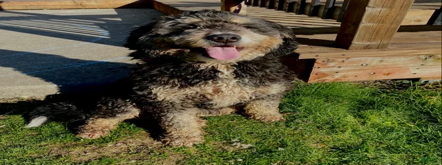 Millie (mom to ultra bernedoodles)