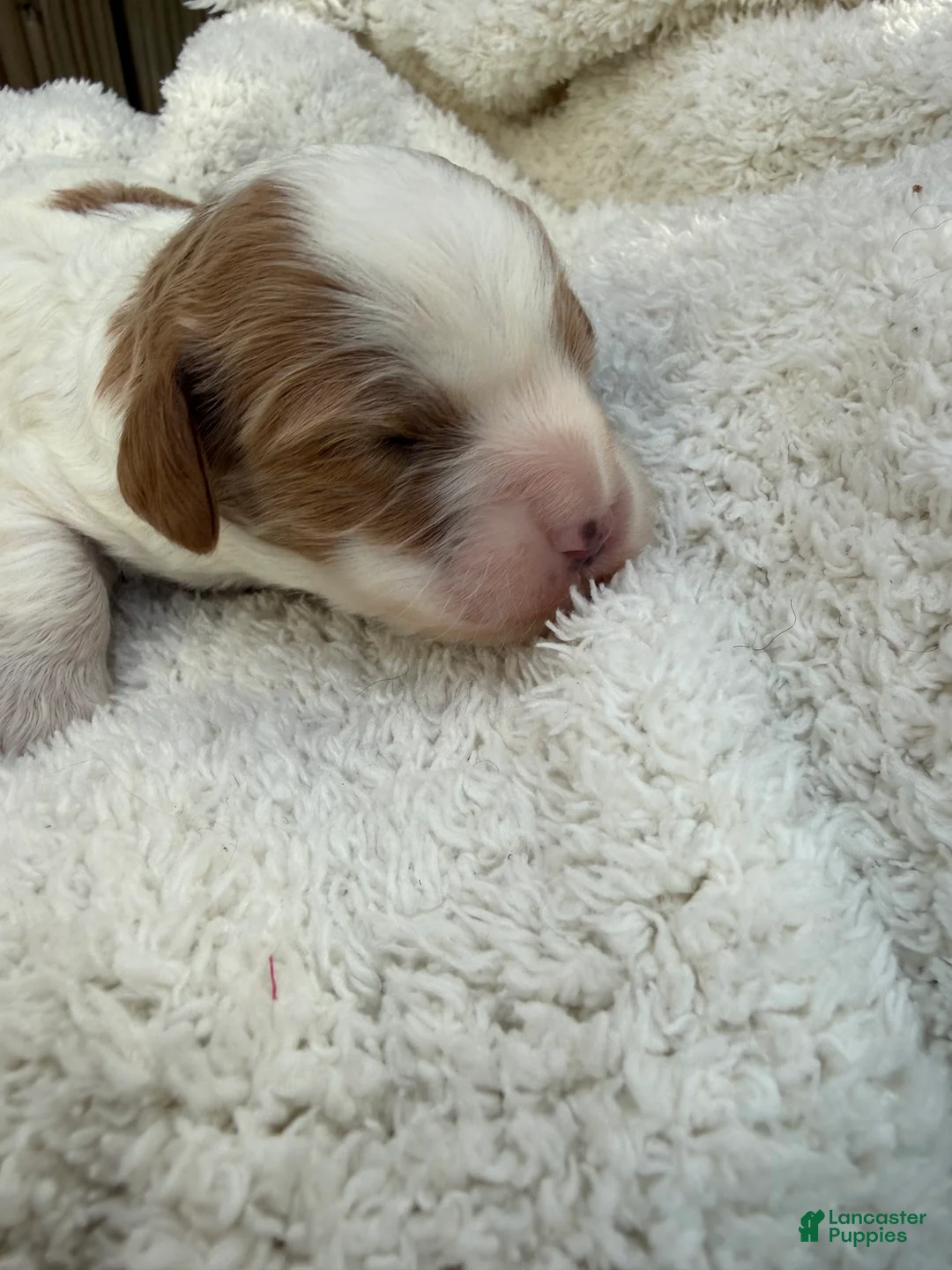 Cavapoo dogs for sale: Lola - Ad 1