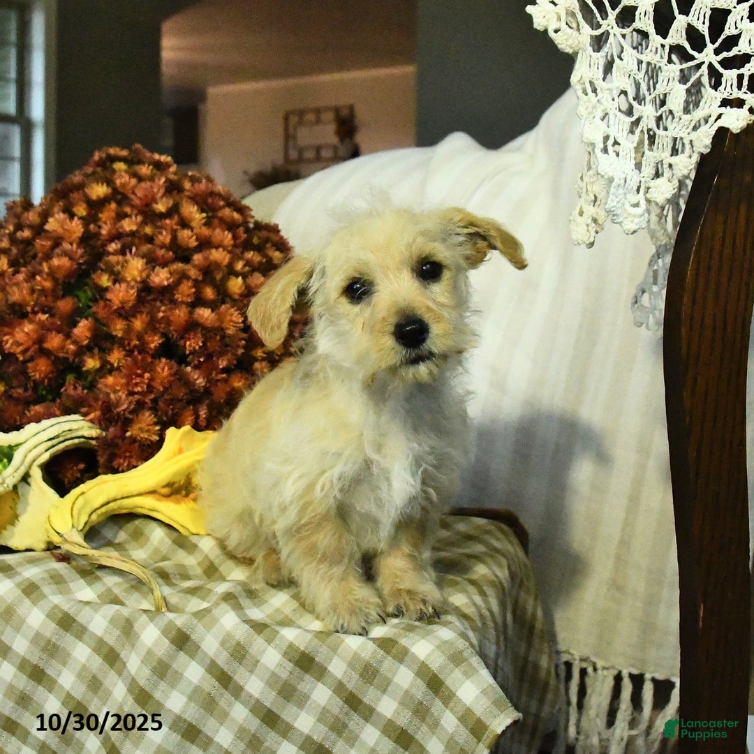 Mixed Breed dogs for sale: Della - Ad 1