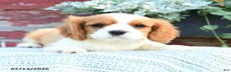 Cavalier King Charles Spaniel dogs for sale: Jace - Ad 2