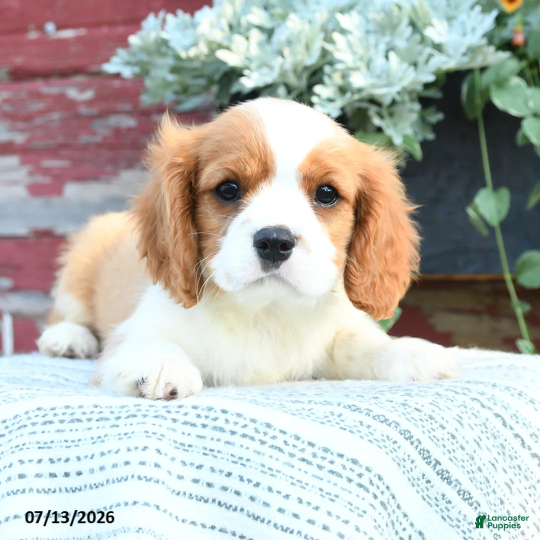 Cavalier King Charles Spaniel dogs for sale: Jace - Ad 2