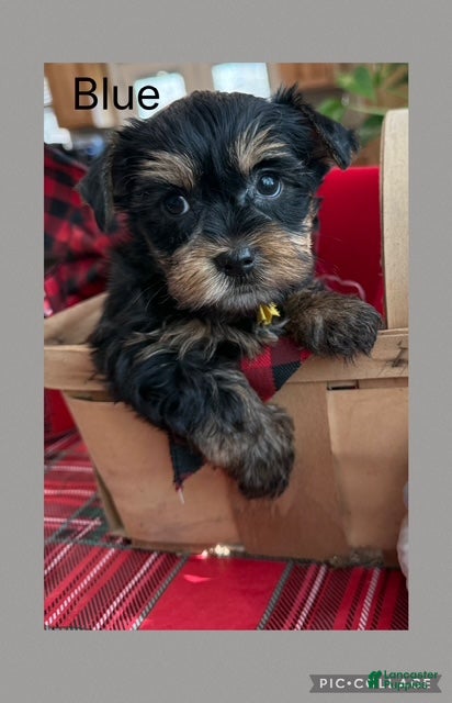 Yorkshire Terrier dogs Yorkshire Terrier Puppy 2 Blue - Ad 20