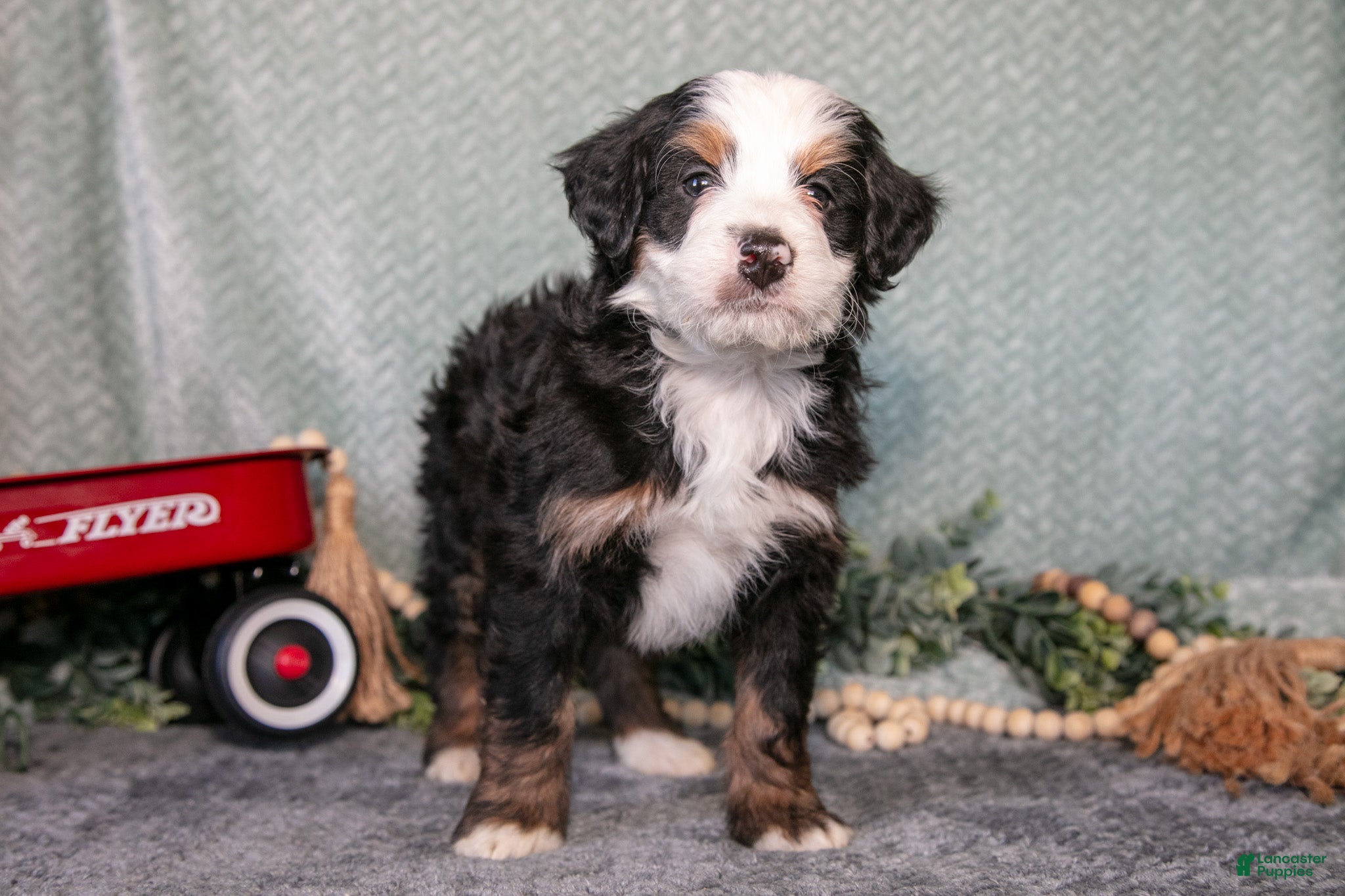 Mini Bernedoodle dogs Santos - Ad 2