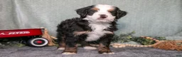 Mini Bernedoodle dogs for sale: Santos - Ad 2
