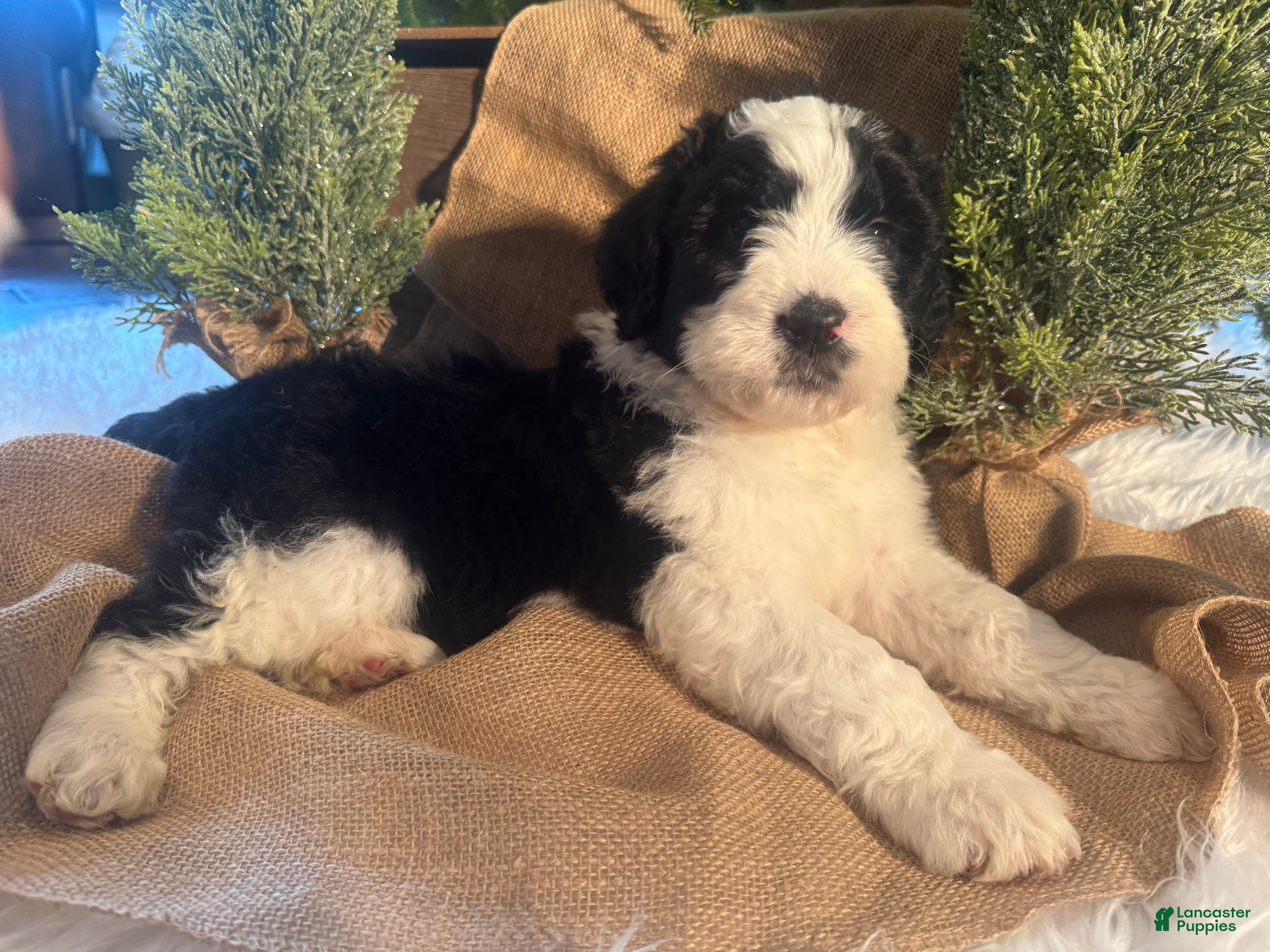 Bernedoodle dogs Australian Mountain Doodle Marv - Ad 22