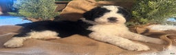 Bernedoodle dogs for sale: Australian Mountain Doodle Marv - Ad 1