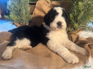 Bernedoodle dogs Australian Mountain Doodle Marv - Ad 33