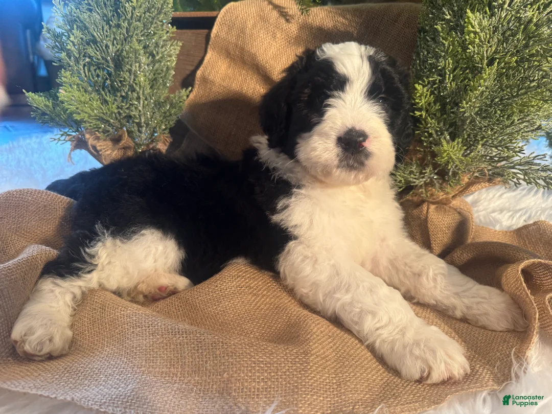 Bernedoodle dogs for sale: Australian Mountain Doodle Marv - Ad 1