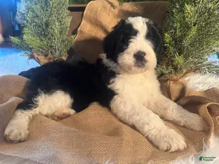 Bernedoodle dogs Australian Mountain Doodle Marv - Ad 30