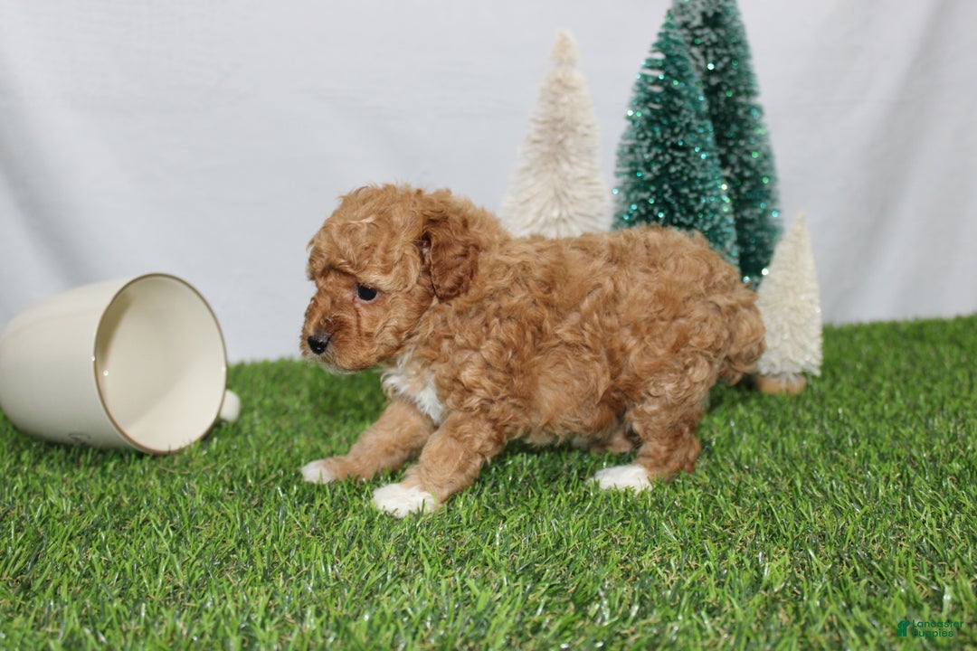 Toy Poodle dogs for sale: Adelle - Ad 5