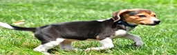 Beagle dogs for sale: Bo - Ad 2