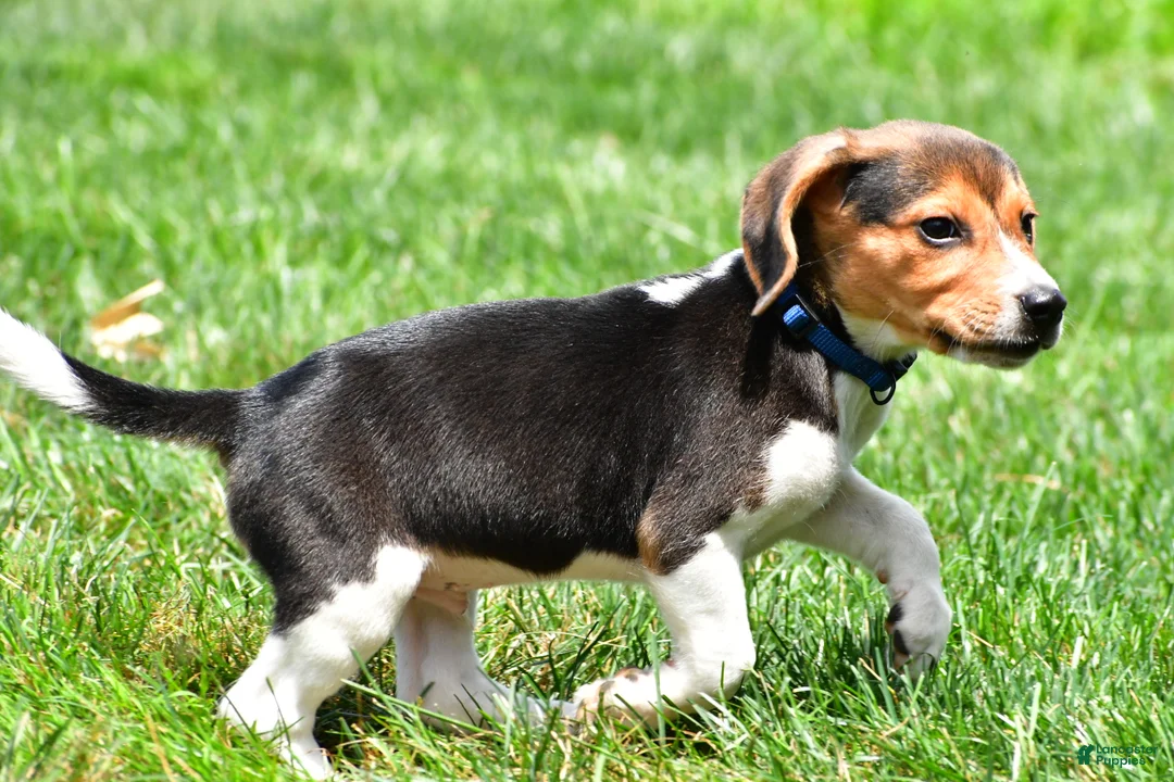 Beagle dogs for sale: Bo - Ad 2