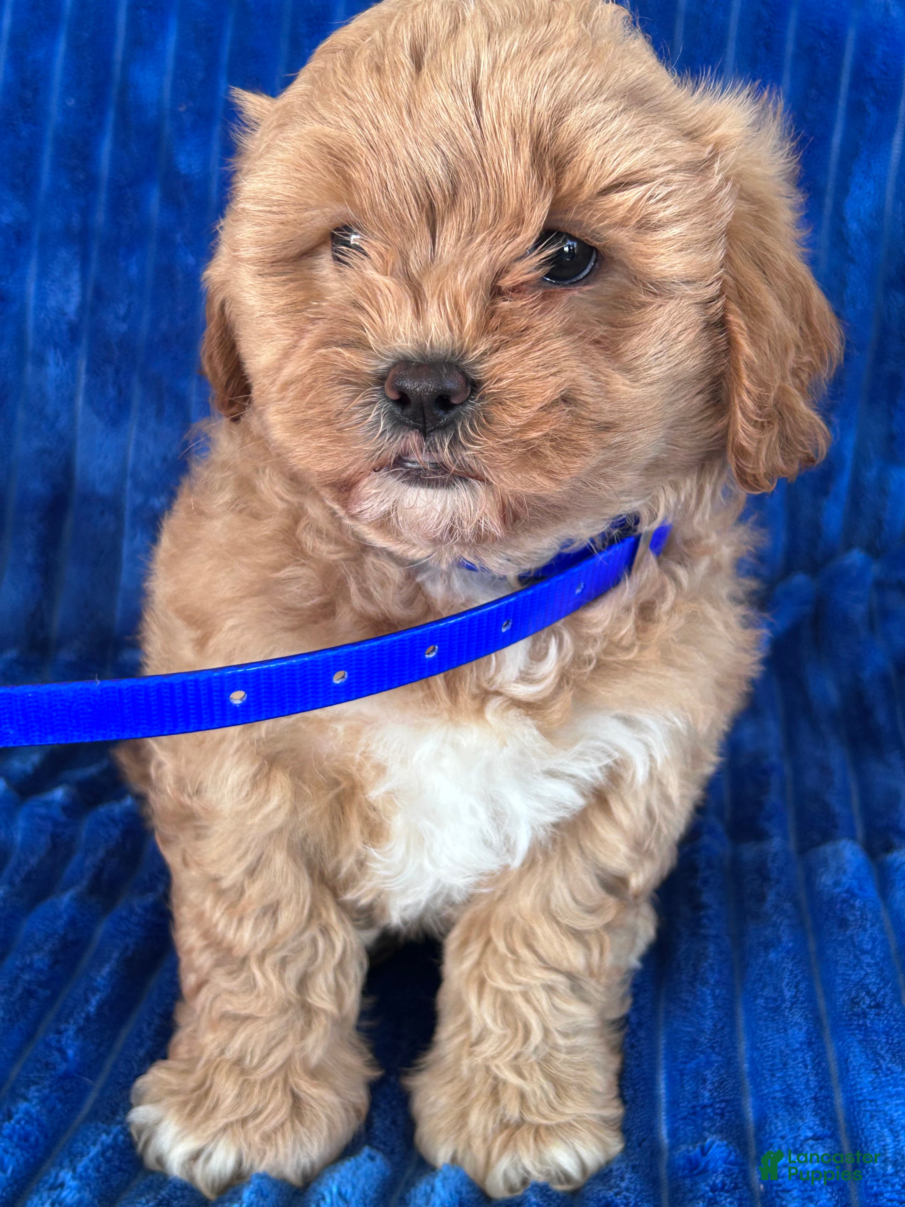 Shihpoo dogs BEA - Ad 1