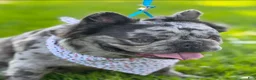 French Bulldog dogs for sale: French Bulldog Puppy 1 - Ad 3