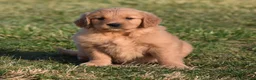 Golden Retriever dogs for sale: Daisy     Genetic/OFA - Ad 6